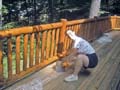 deck-staining(4)